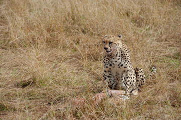cheetah in the grass © Herbert