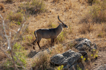 antelope in the wild © Herbert
