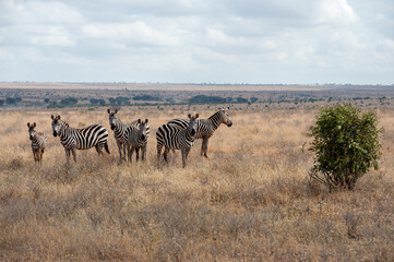 Fototapeta premium Herd of Zebra in the Savannah of Africa