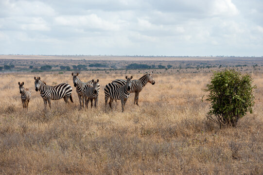 Herd of Zebra in the Savannah of Africa