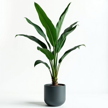 Green Strelitzia plant grows in dark ceramic pot on white background. Tropical houseplant with long large leaves stands isolated for modern interior decor. Natural botanical vegetation indoor for