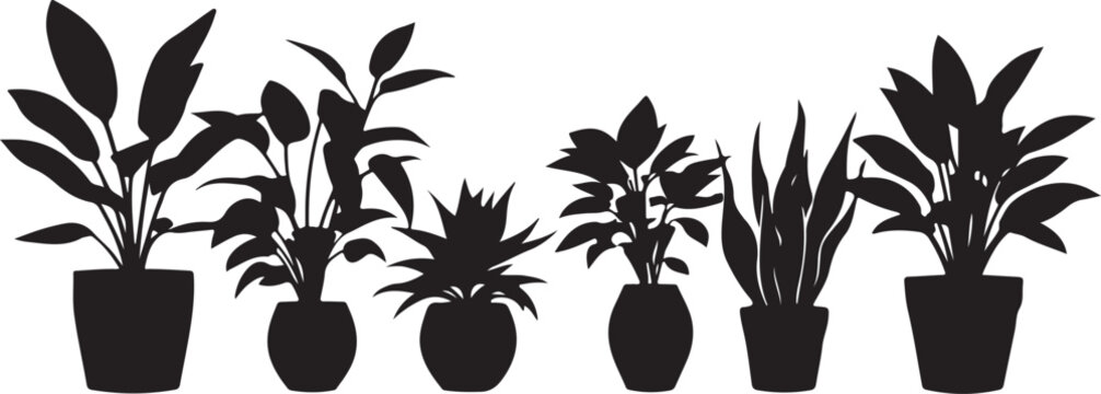 Black and white traced of calla lilies in vases