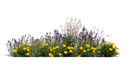 Blooming flowerbed with purple and yellow flowers, isolated on white and transparent background