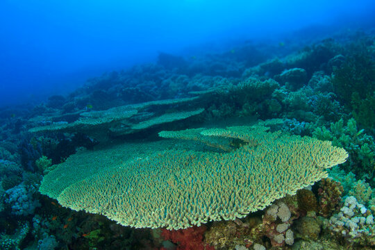 Flat-shaped hard coral in the Red Sea