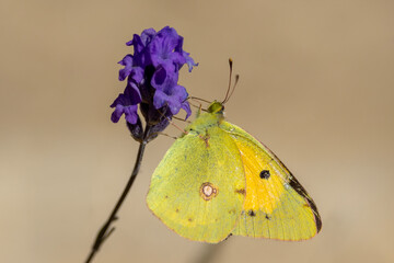 butterfly on yellow flower © Mehmet