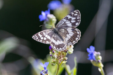 butterfly on flower © Mehmet