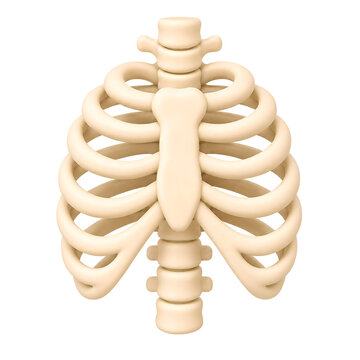 3D Human Rib Cage Anatomy for Medical and Healthcare Education