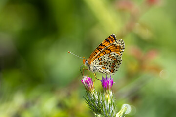 butterfly on flower © Mehmet