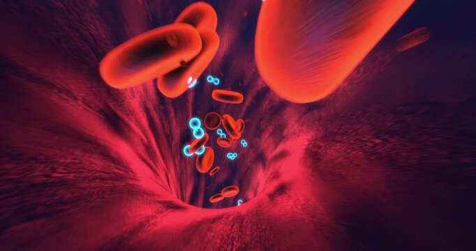 Human circulatory system animation showing red cells and oxygen flow in vein. Science And Health Related 3D Animation.