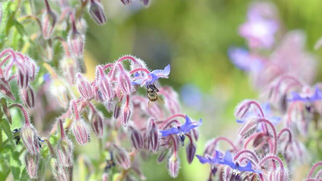 Honeybee foraging on a Common Borage flower to gather nectar before flying off in spring in a domestic city garden. Apis mellifera, Borago officinalis, Indre-et-Loire 37, r&eacute;gion Centre, France, Europe