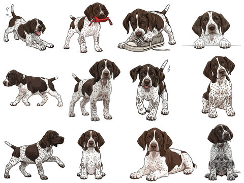 German Shorthaired Pointer puppy 12 profile poses collection set
