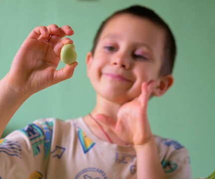 Close-up of a little boy's hand holding and examining a single green fava bean