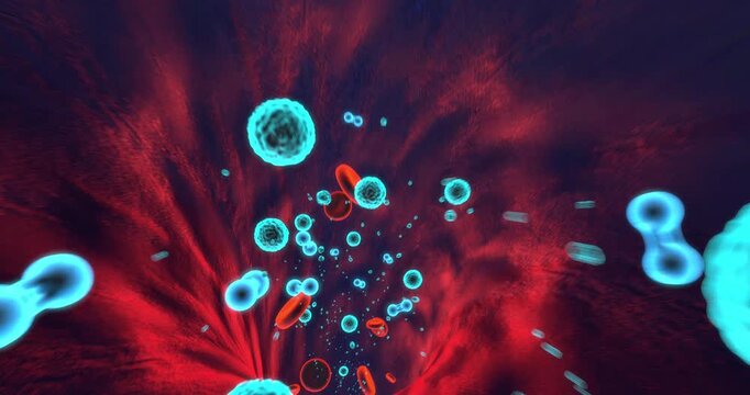 3D animation of red blood cells carrying oxygen through human blood vessel. Science And Health Related 3D Animation.