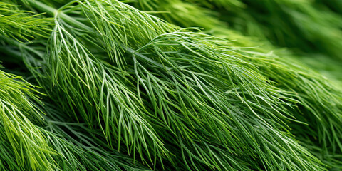 Fototapeta premium Close-Up of Lush Green Fern Foliage