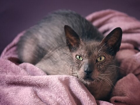 Cute Lykoi cat lying in bed and sleepy away. Horizontal image with selective focus.	