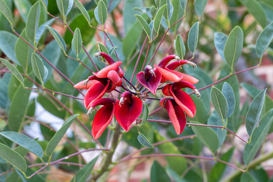 Erythrina Crista Galli Inflorescence And Compound Leaves