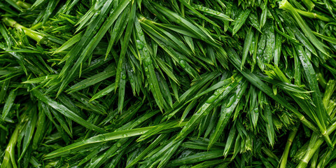 Fototapeta premium Fresh green grass blades with water droplets