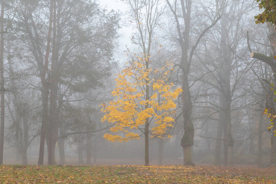 Foggy autumn park with bare trees and fallen leaves creating moody misty landscape