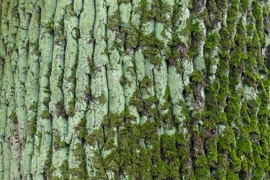 Close-up of green moss and lichen covered tree bark texture in forest background