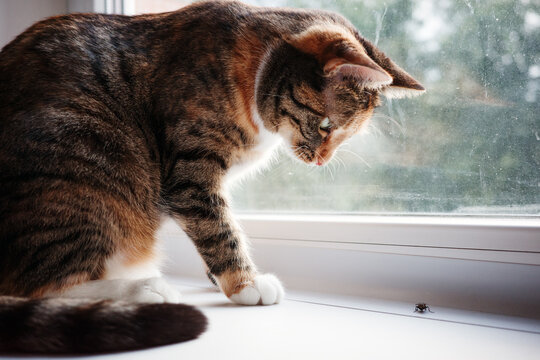 Playful house cat stalking fly on windowsill, hunting instinct of domestic feline, indoor pet ready to catch insect.