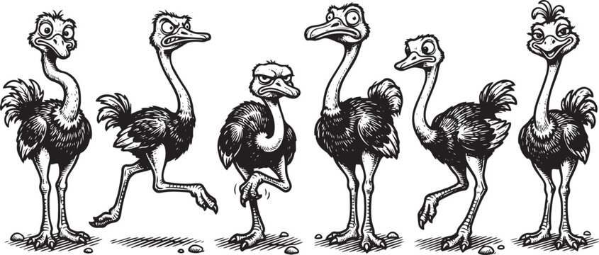 Set of ostriches. Hand drawn vector illustration