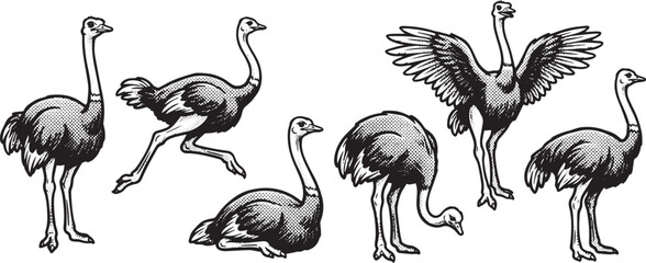 Fototapeta premium Set of ostriches. Hand drawn vector illustration