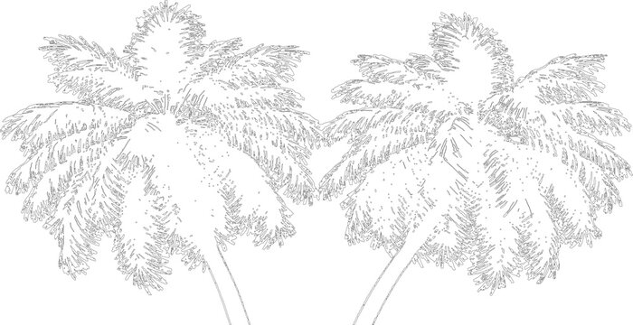 Two tropical palm trees standing together in elegant black line art isolated on transparent background for imagery