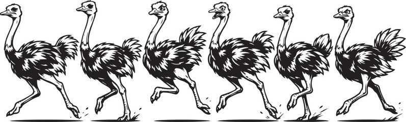 Fototapeta premium Set of ostriches. Hand drawn vector illustration