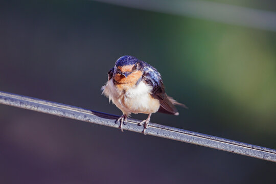 Barn Swallow (Hirundo rustica) perched on a wire on dark background.