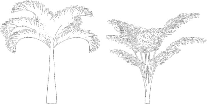 Two tropical palm trees outline illustration isolated on transparent background for architectural rendering design