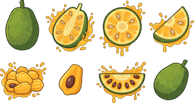 Fresh green jackfruit vector set with whole fruit sliced pieces yellow pulp pods and juicy liquid splashesFresh green jackfruit vector set with whole fruit sliced pieces yellow pulp pods and juicy liq