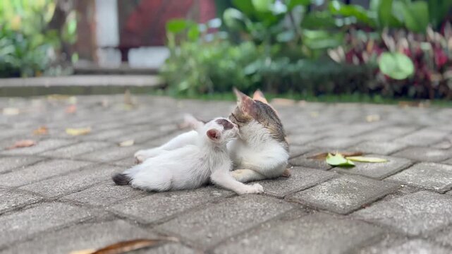 Two playful kittens cuddling on a stone pavement outdoors