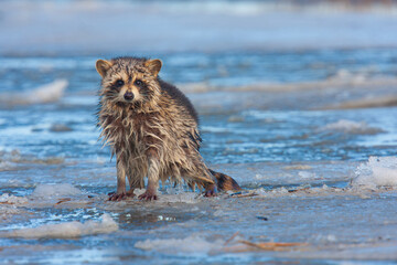 Eastern racoon on the ice. Edwin B. Forsythe National Wildlife Refuge, New Jersey, USA. © Yan