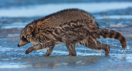 Eastern racoon on the ice. Edwin B. Forsythe National Wildlife Refuge, New Jersey, USA. © Yan