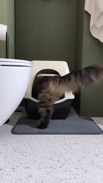 Cat viewed from behind digging in its litter box. Fluffy tail raised during a funny bathroom moment at home. Cute candid clip of everyday feline litter box behavior..