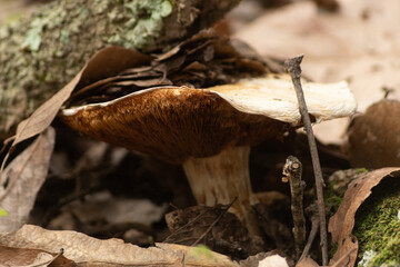 Hongo. Seta © Eduardo