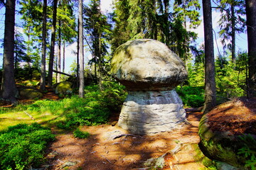 Grzyby © KSz 