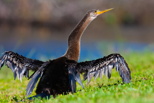 Male Anhinga. Everglades National Park, Florida, USA.