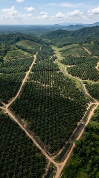 Aerial View of Vast Palm Oil Plantation with Geometric Rows Surrounded by Tropical Rainforest and Dirt Roads