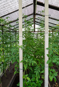 Tomato vines developing inside greenhouse. Vegetable production, agriculture, home gardening and sustainable food growing