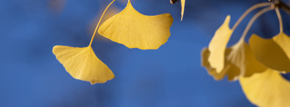 Yellow Ginkgo Leaves On Branch Against Blue Sky Background