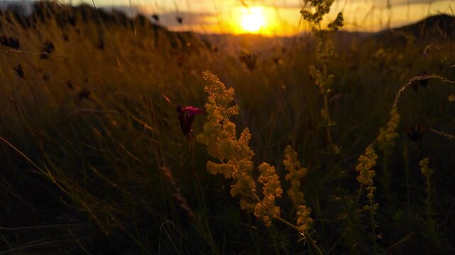 Summertime golden colors on meadow flowers.