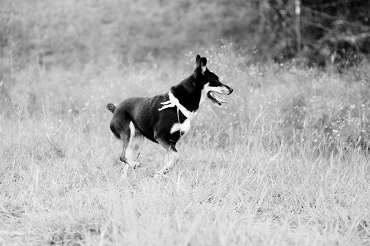 Monochrome action shot of a dog running through a grassy field