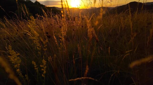 Summertime golden colors on meadow flowers.