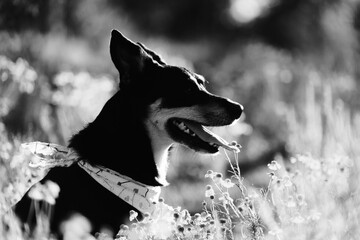 Monochrome profile portrait of a smiling dog wearing a patterned bandana in a field of wildflowers © ccestep8