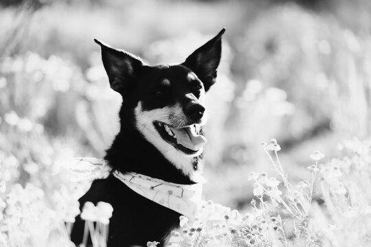 Monochrome portrait of a happy rescue dog wearing a bandana among wildflowers