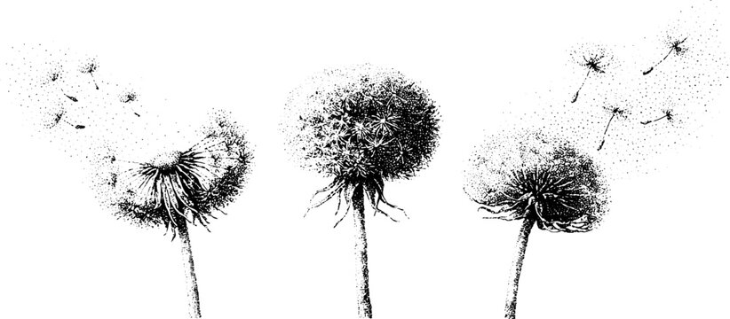 Dotwork dandelion seedhead set with flying seeds in monochrome ink for botanical poster background and natural design