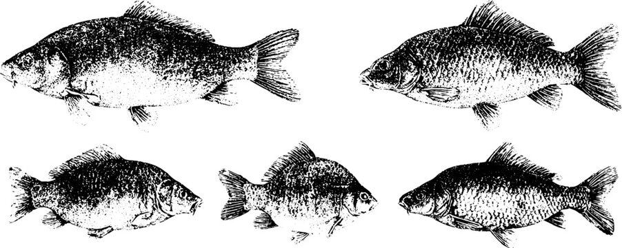 Collection of detailed stippled carp fish drawings in varied poses with scale texture for angling poster packaging and label design