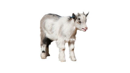 Young baby goat standing isolated on white background with livestock standing domestic background agriculture creature breeding pastoral youngster portrait