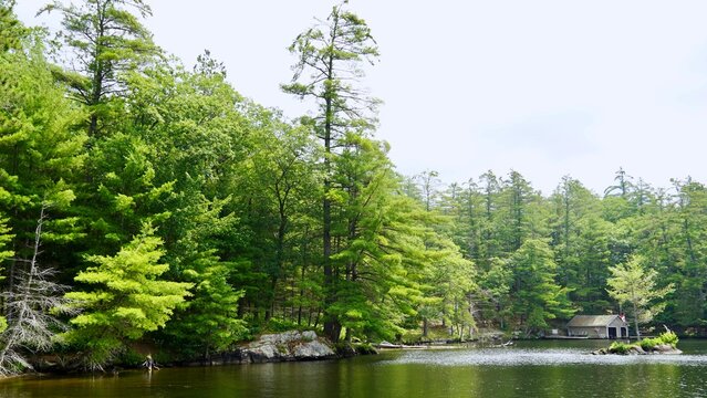 Dense Pine forest and lake